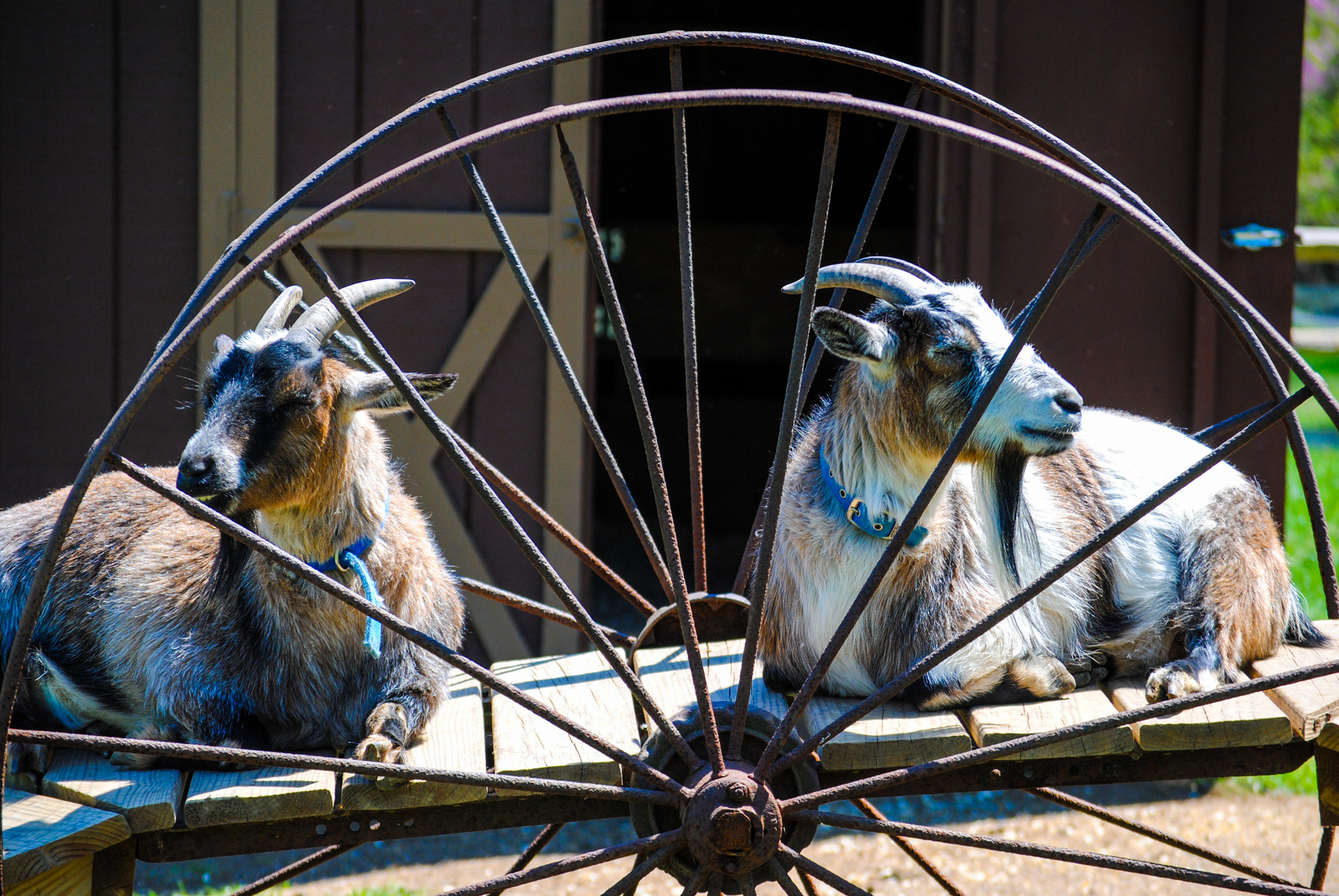 Gut Microbiome and Goat Health